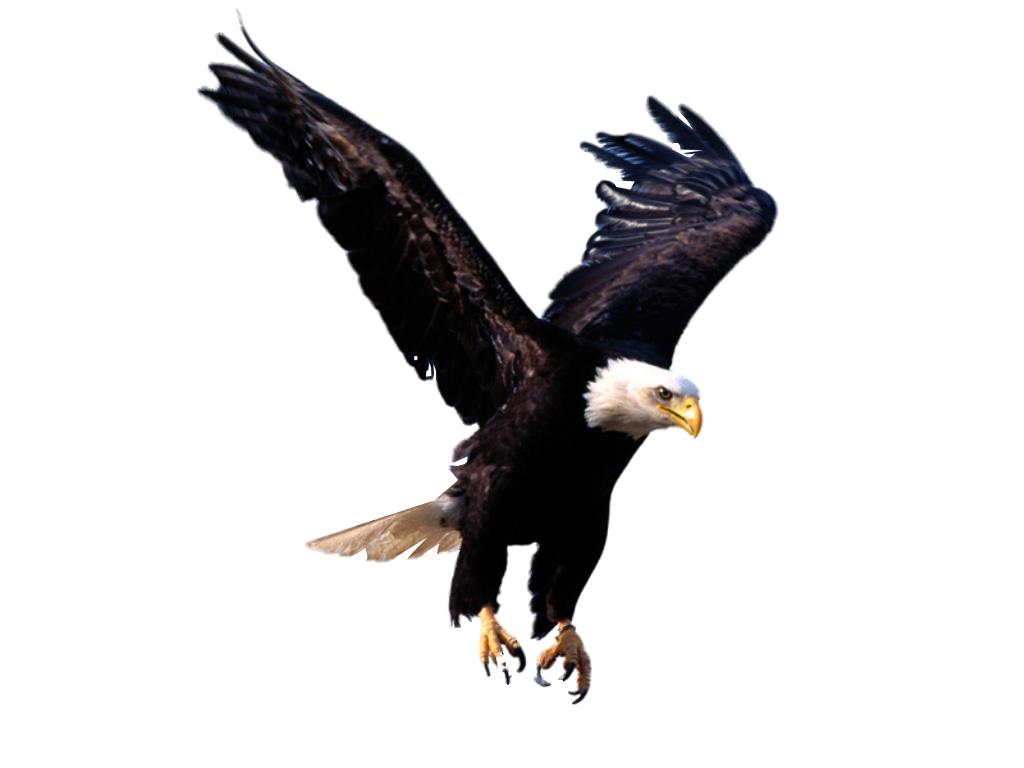 eagle