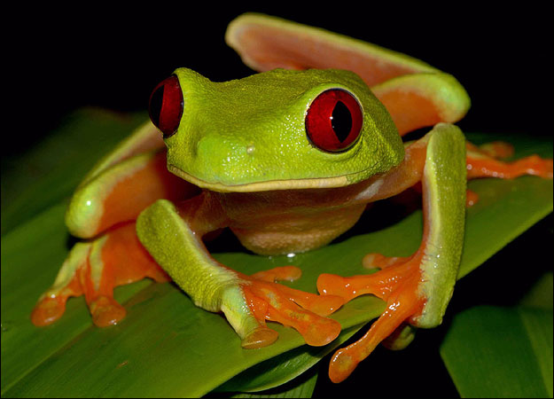 Tree Frog