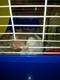 Lucky Hamster