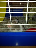 Lucky Hamster 1